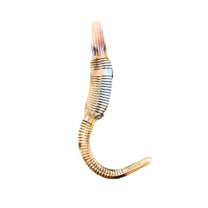 Handcrafted Wooden Crocodile Showpiece | Traditional Wooden Animal Figurine for Home Décor, Office Desk, Shelf Decoration & Gift Item | Decorative Wooden Craft (Pack of 1) Handcrafted Wooden Crocodile Showpiece | Traditional Wooden Animal Figurine for Home Décor, Office Desk, Shelf Decoration & Gift Item | Decorative Wooden Craft (Pack of 1)