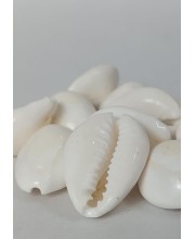 Hitech Sales Natural White Cowrie-Kaudi-Kawri-Kori - Cowry- Sea Shell for Puja and Multi Purpose Uses (100)