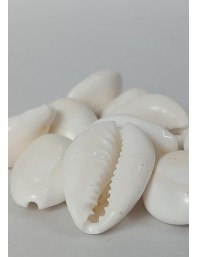 Hitech Sales Natural White Cowrie-Kaudi-Kawri-Kori - Cowry- Sea Shell for Puja and Multi Purpose Uses (25)