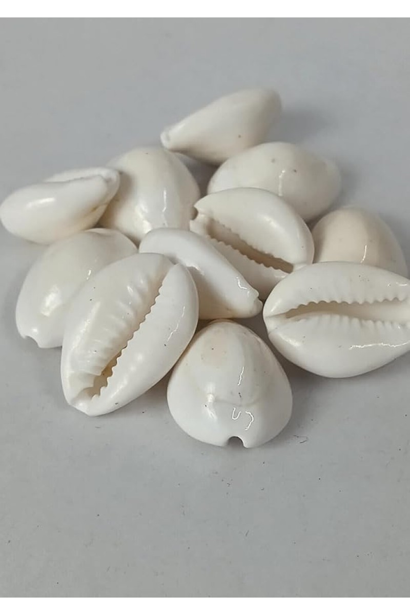 Hitech Sales Natural White Cowrie-Kaudi-Kawri-Kori - Cowry- Sea Shell for Puja and Multi Purpose Uses (100)