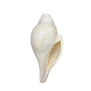 Natural White Conch Shell (Shankha) for Pooja & Temple Rituals | Sacred Hindu Worship Item for Home Temple Mandir Natural White Conch Shell (Shankha) for Pooja & Temple Rituals | Sacred Hindu Worship Item for Home Temple Mandir
