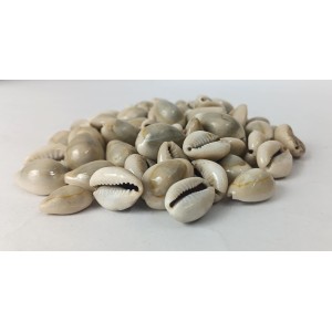 Hitech Sales Kodi Shell Pack of 11 Cowrie Shells - PILI Kodi Original Decoration - Kaudi Shells for Craft (20)