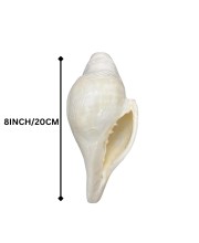 Natural White Conch Shell (Shankha) for Pooja & Temple Rituals | Sacred Hindu Worship Item for Home Temple Mandir