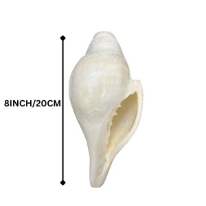 Natural White Conch Shell (Shankha) for Pooja & Temple Rituals | Sacred Hindu Worship Item for Home Temple Mandir Natural White Conch Shell (Shankha) for Pooja & Temple Rituals | Sacred Hindu Worship Item for Home Temple Mandir