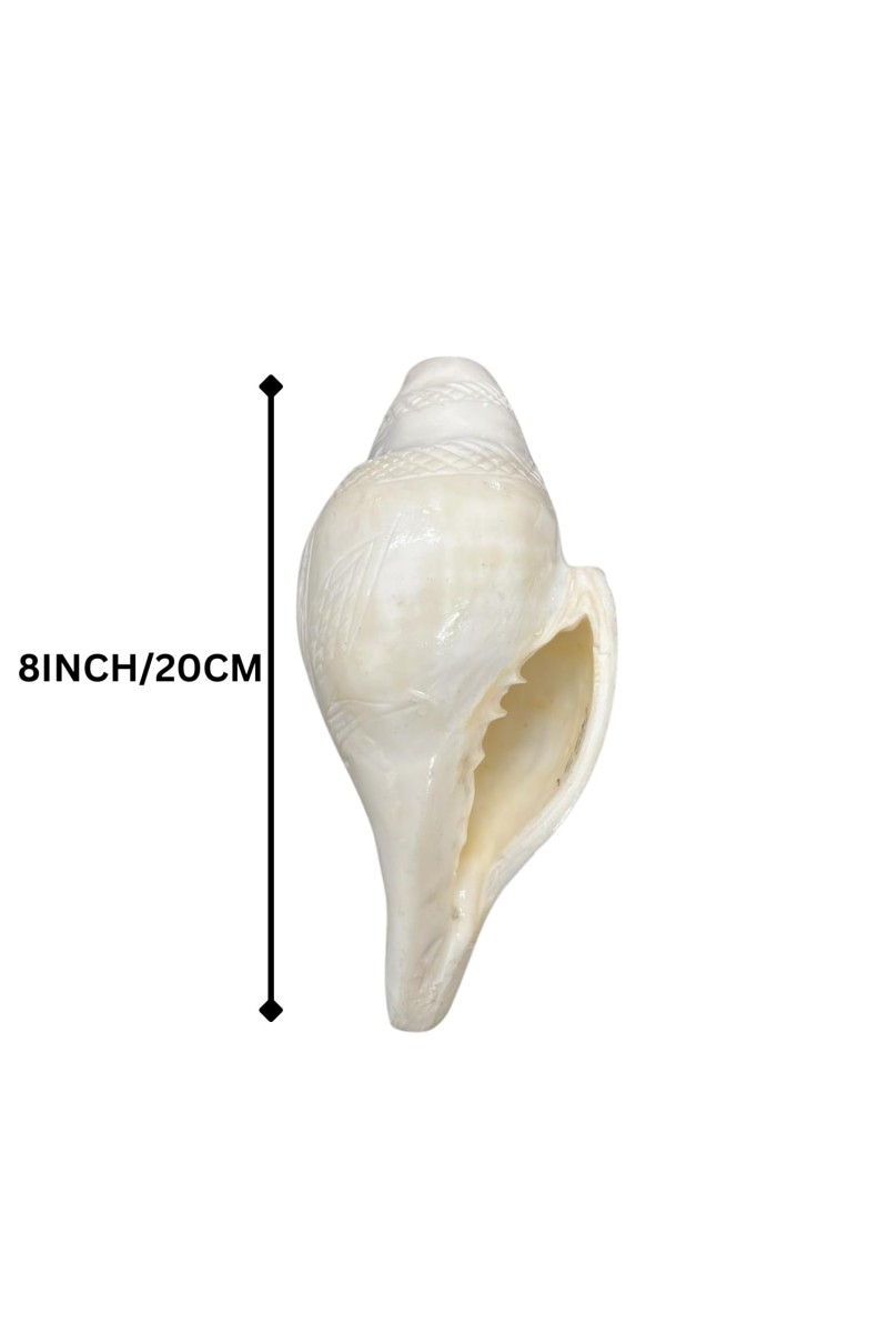 Natural White Conch Shell (Shankha) for Pooja & Temple Rituals | Sacred Hindu Worship Item for Home Temple Mandir