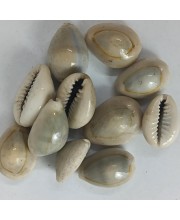 Hitech Sales Kodi Shell Pack of 11 Cowrie Shells - PILI Kodi Original Decoration - Kaudi Shells for Craft
