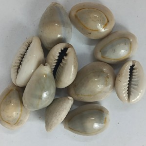 Hitech Sales Kodi Shell Pack of 11 Cowrie Shells - PILI Kodi Original Decoration - Kaudi Shells for Craft