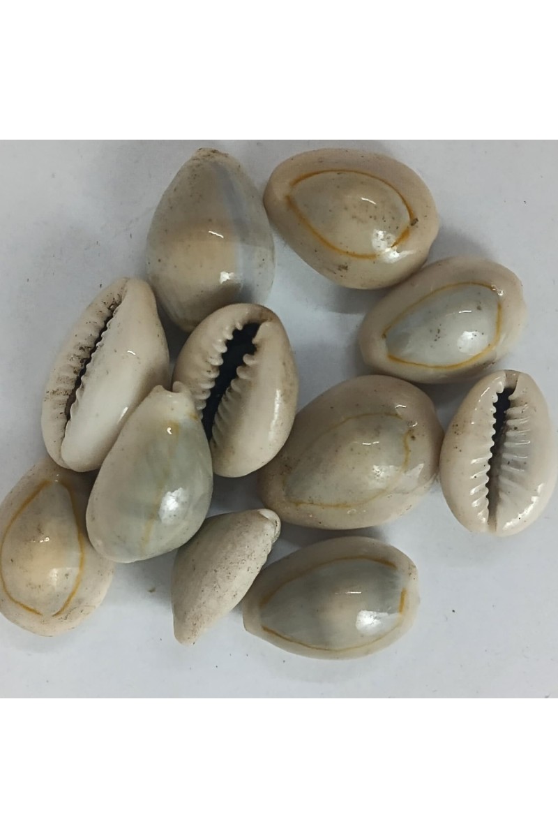 Hitech Sales Kodi Shell Pack of 11 Cowrie Shells - PILI Kodi Original Decoration - Kaudi Shells for Craft