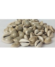 Hitech Sales Kodi Shell Pack of 11 Cowrie Shells - PILI Kodi Original Decoration - Kaudi Shells for Craft (20)