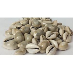 Hitech Sales Kodi Shell Pack of 11 Cowrie Shells - PILI Kodi Original Decoration - Kaudi Shells for Craft (20)