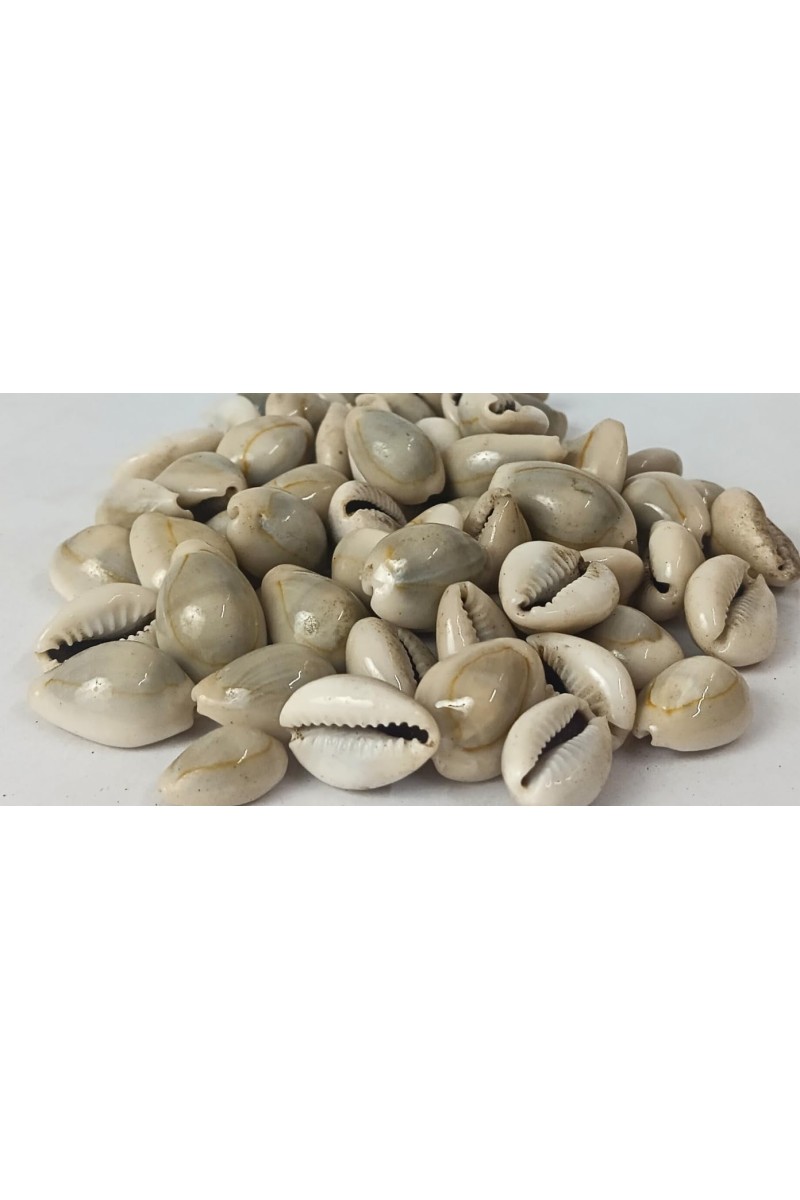 Hitech Sales Kodi Shell Pack of 11 Cowrie Shells - PILI Kodi Original Decoration - Kaudi Shells for Craft (20)