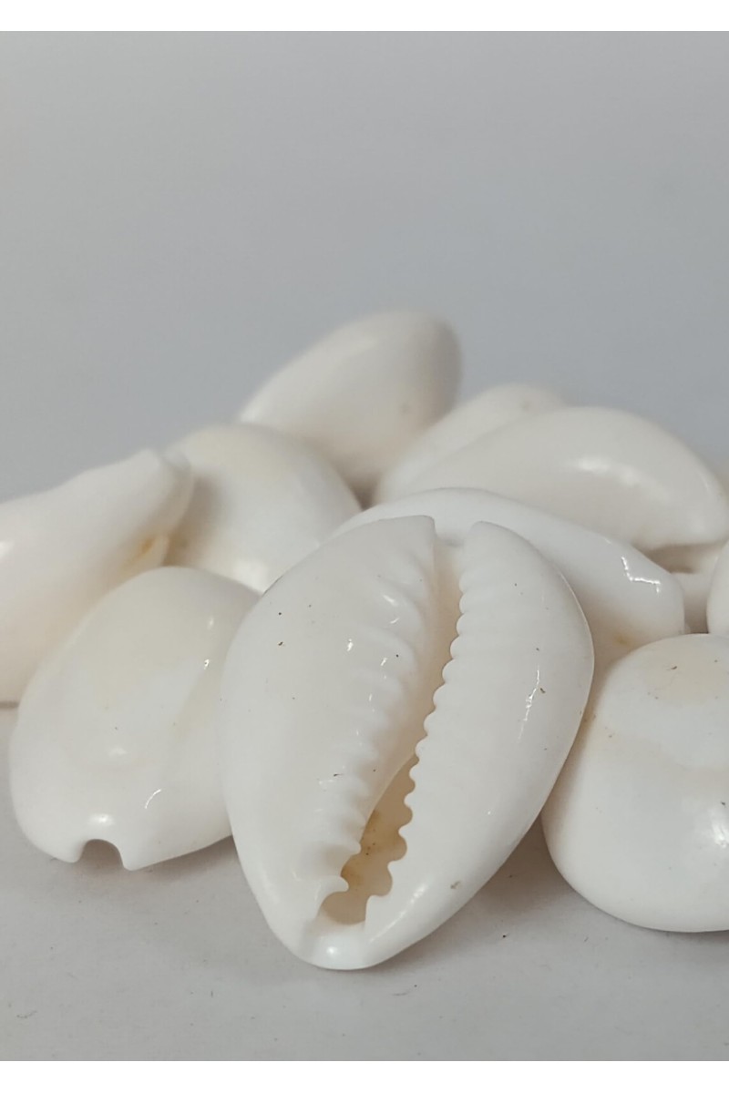 Hitech Sales Natural White Cowrie-Kaudi-Kawri-Kori - Cowry- Sea Shell for Puja and Multi Purpose Uses (11)