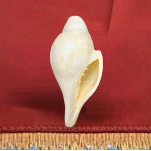 Natural White Conch Shell (Shankha) for Pooja & Temple Rituals | Sacred Hindu Worship Item for Home Temple Mandir Natural White Conch Shell (Shankha) for Pooja & Temple Rituals | Sacred Hindu Worship Item for Home Temple Mandir