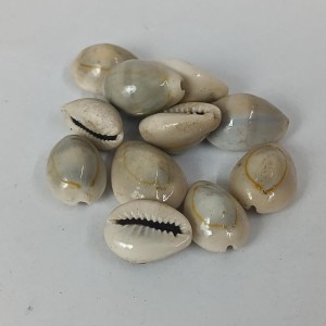Hitech Sales Kodi Shell Pack of 11 Cowrie Shells - PILI Kodi Original Decoration - Kaudi Shells for Craft
