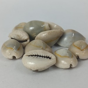 Hitech Sales Kodi Shell Pack of 11 Cowrie Shells - PILI Kodi Original Decoration - Kaudi Shells for Craft