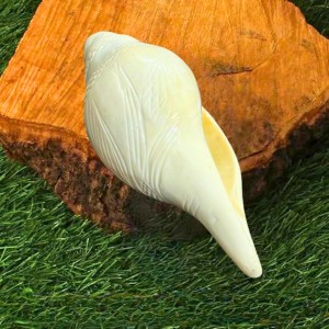 Natural White Conch Shell (Shankha) for Pooja & Temple Rituals | Sacred Hindu Worship Item for Home Temple Mandir Natural White Conch Shell (Shankha) for Pooja & Temple Rituals | Sacred Hindu Worship Item for Home Temple Mandir