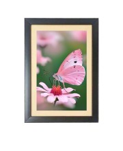 The pink color butterfly Black Photo Frame Funny Animal and Bird Cartoon Art