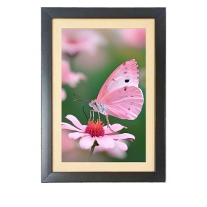The pink color butterfly Photo Frame Funny Animal and Bird Cartoon Art, Black color, 17x21 Inch The pink color butterfly Photo Frame Funny Animal and Bird Cartoon Art, Black color, 17x21 Inch