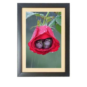 Two cute little birds inside the rose flower Black Photo Frame Funny Animal and Bird Cartoon Art Two cute little birds inside the rose flower Black Photo Frame Funny Animal and Bird Cartoon Art