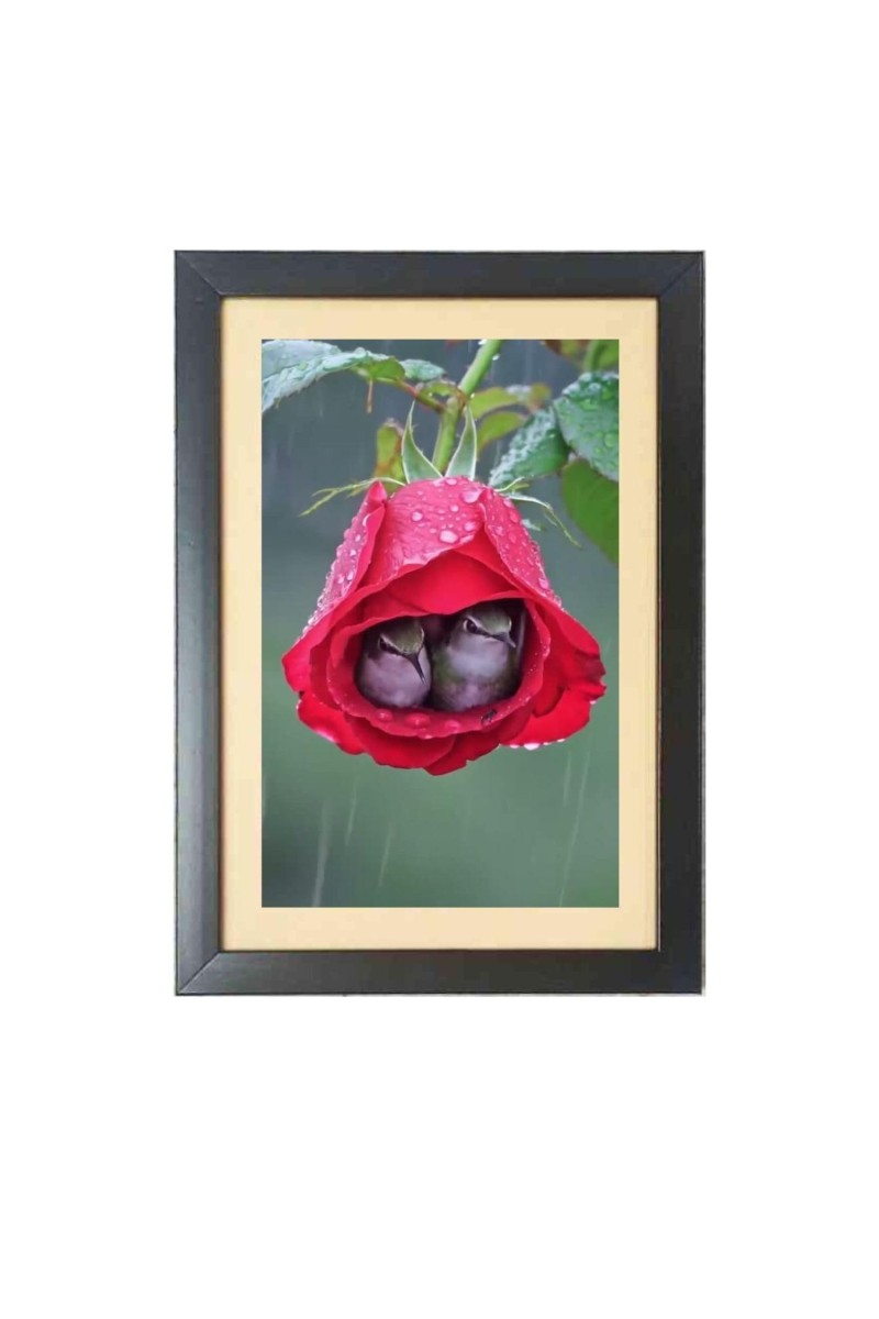 Two cute little birds inside the rose flower Black Photo Frame Funny Animal and Bird Cartoon Art