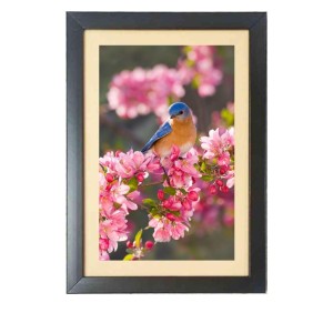 A Bird is sitting in a branch Black Photo Frame Funny Animal and Bird Cartoon Art A Bird is sitting in a branch Black Photo Frame Funny Animal and Bird Cartoon Art