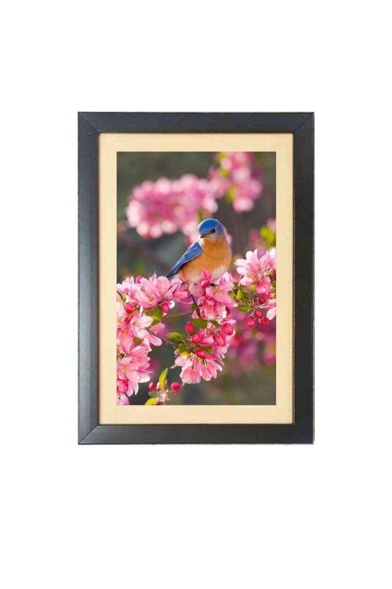 A Bird is sitting in a branch Photo Frame Funny Animal and Bird Cartoon Art, Black color, 11x15 Inch