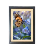 The beautiful butterfly Black Photo Frame Funny Animal and Bird Cartoon Art