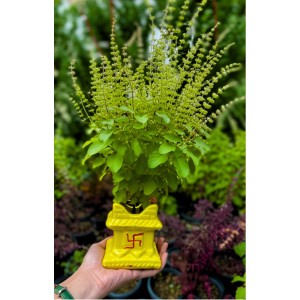 Hi Tech Sales Ceramic Tulsi Mandir | Traditional Planter Pot with Om & Swastik Symbols | Sacred Hindu Tulsi Planter for Home & Temple Use (Yellow) Hi Tech Sales Ceramic Tulsi Mandir | Traditional Planter Pot with Om & Swastik Symbols | Sacred Hindu Tulsi Planter for Home & Temple Use (Yellow)