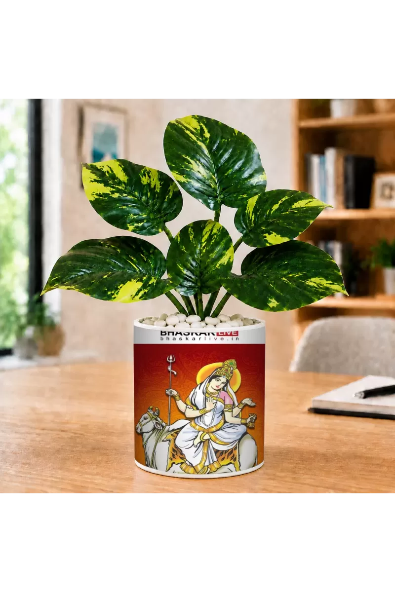 Artificial Tree Ceramic Photo Pot With White Stones 3x4 Inch (F164544)
