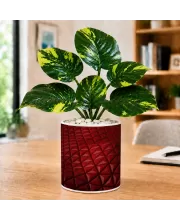 Artificial Tree Ceramic Photo Pot With White Stones 3x4 Inch (F164576)