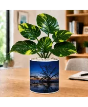 Artificial Tree Ceramic Photo Pot With White Stones 3x4 Inch (F165561)