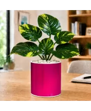 Artificial Tree Ceramic Photo Pot With White Stones 3x4 Inch (F165625)