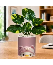 Artificial Tree Ceramic Photo Pot With White Stones 3x4 Inch (F166584)