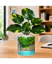 Artificial Tree Ceramic Photo Pot With White Stones 3x4 Inch (F166665)