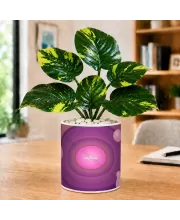 Artificial Tree Ceramic Photo Pot With White Stones 3x4 Inch (F166790)